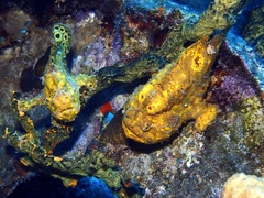 Antennarius multiocellatus