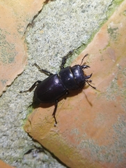 Serrognathus kyanrauensis