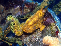 Antennarius multiocellatus