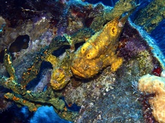 Antennarius multiocellatus