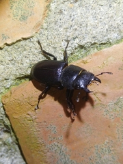 Serrognathus kyanrauensis