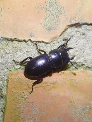 Serrognathus kyanrauensis