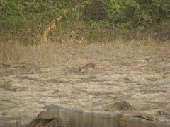 Pternistis bicalcaratus