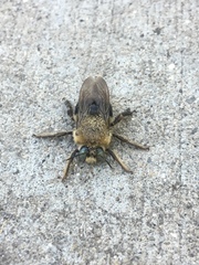 Xylocopa tabaniformis androleuca