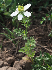 Nigella sativa