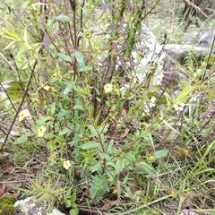 Hypericum philonotis