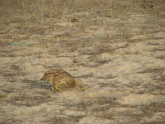 Pternistis bicalcaratus