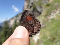 Erebia pronoe