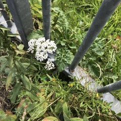 Achillea millefolium