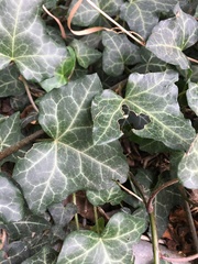 Hedera helix