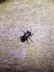 Derosphaerus exularis