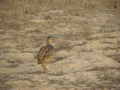 Pternistis bicalcaratus