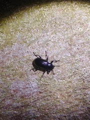 Derosphaerus exularis