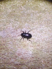 Derosphaerus exularis