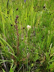 Antennaria corymbosa