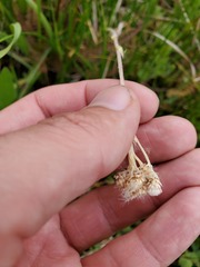 Antennaria corymbosa