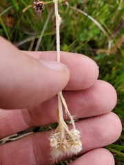 Antennaria corymbosa