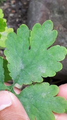 Erysiphe macleayae