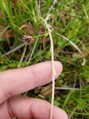 Antennaria corymbosa
