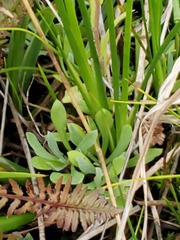 Antennaria corymbosa