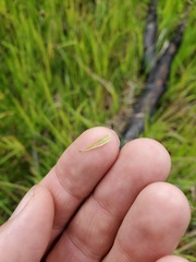 Antennaria corymbosa