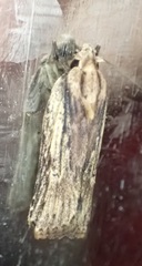 Mothonica ocellea