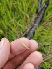 Antennaria corymbosa