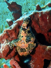 Antennarius multiocellatus