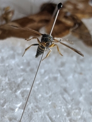 Gorytes laticinctus