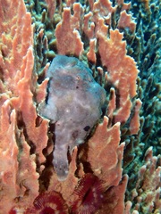 Antennarius multiocellatus