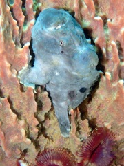 Antennarius multiocellatus