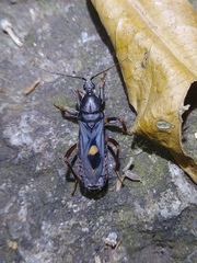 Ectomocoris atrox