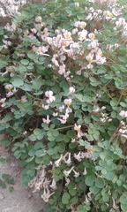 Sarcocapnos enneaphylla