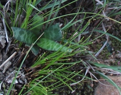 Ledebouria ovalifolia