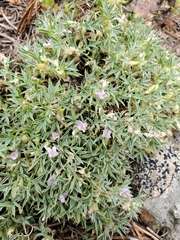 Astragalus kentrophyta