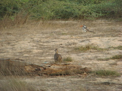 Pternistis bicalcaratus