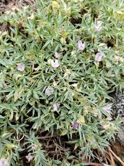 Astragalus kentrophyta