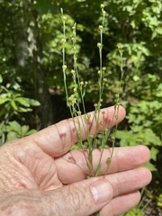 Linum virginianum