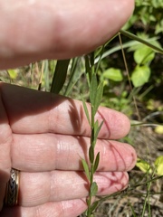 Linum virginianum