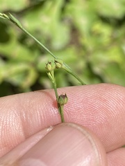 Linum virginianum