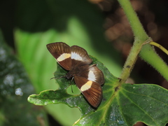 Potamanaxas paphos