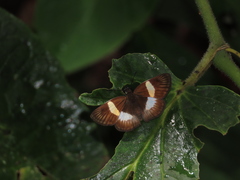 Potamanaxas paphos