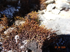 Schistidium papillosum