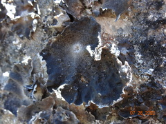 Umbilicaria hyperborea