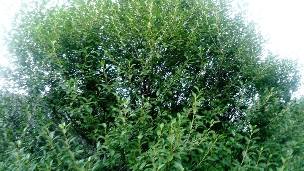 Common Privet from Тирасполь, Молдавия on July 27, 2020 by Ильина Сарэу ...