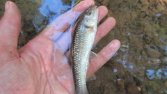 Nocomis leptocephalus