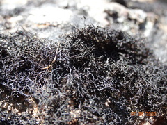 Pseudephebe minuscula