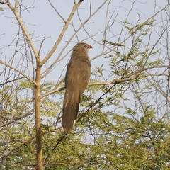 Taccocua leschenaultii