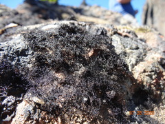 Pseudephebe minuscula