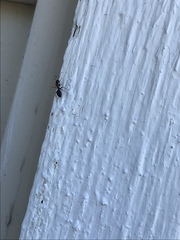 Camponotus novaeboracensis